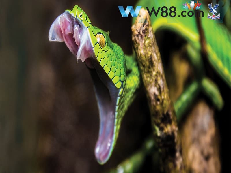 Giải mã giấc mơ bị rắn cắn vào chân Giải mã giấc mơ bị rắn cắn vào chân