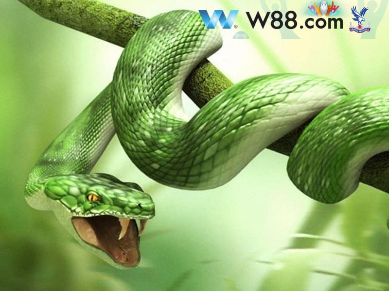 Giải mã giấc mơ bị rắn cắn vào chân Giải mã giấc mơ bị rắn cắn vào chân