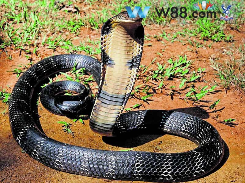 Giải mã giấc mơ bị rắn cắn vào chân Giải mã giấc mơ bị rắn cắn vào chân